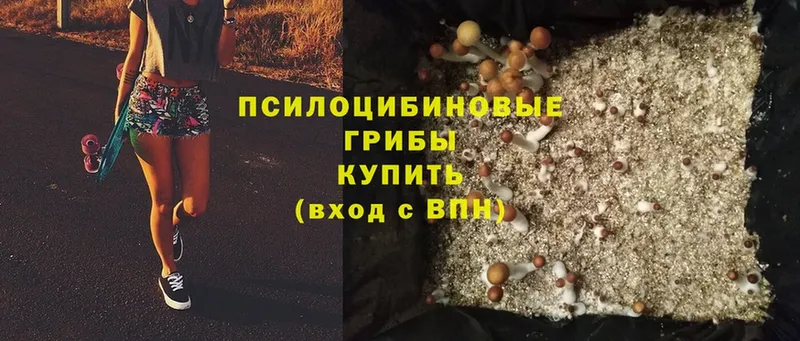 Псилоцибиновые грибы MAGIC MUSHROOMS  кракен маркетплейс  Алушта 